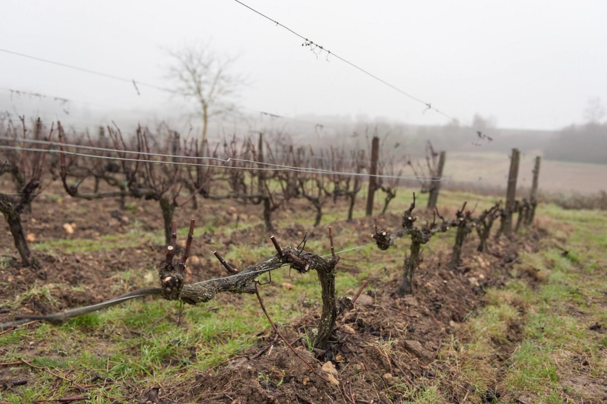 Perspective du rang taillé