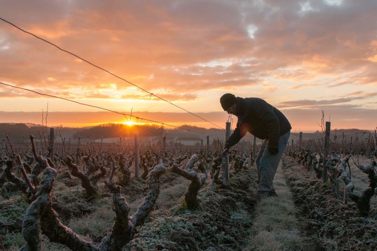 Il inspecte sa vigne encore gelée à l'aurore
