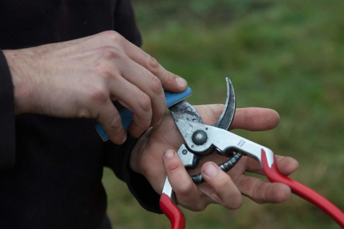 Il affute son sécateur