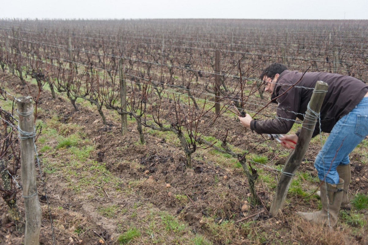Le viticulteur tient une poignée de sarments