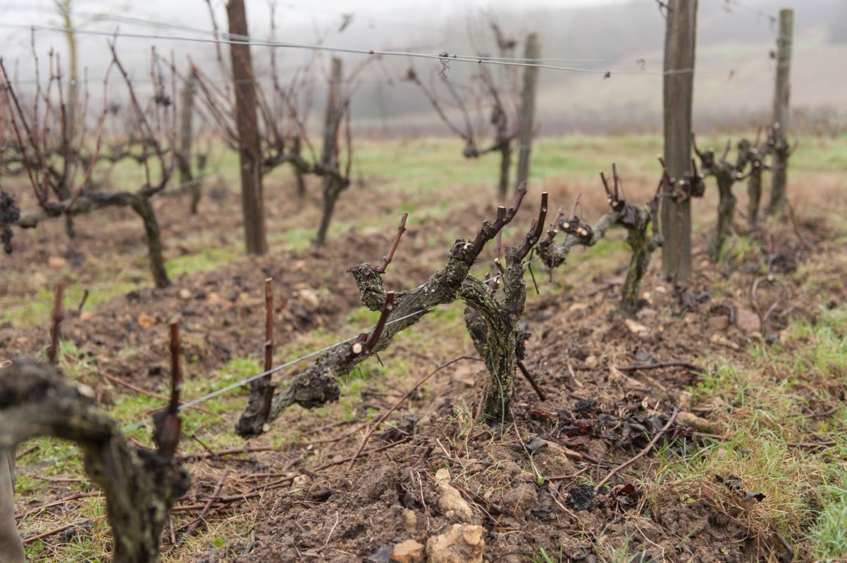 Résultat du rang de vigne taillé